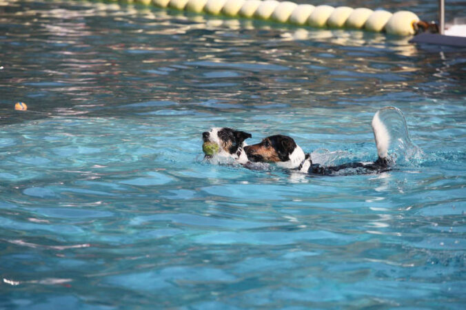 Symbolbild Hundeschwimmen (Foto: Pixabay/Christian Bueltemann)