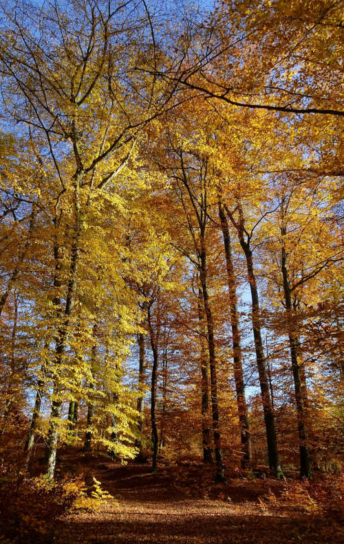 Herbstlicher Pfälzerwald (Foto: Yannick Baumann)