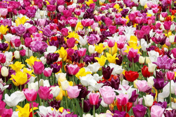 Blumen Symbolbild (Foto: Pixabay/Peggy_Marco)