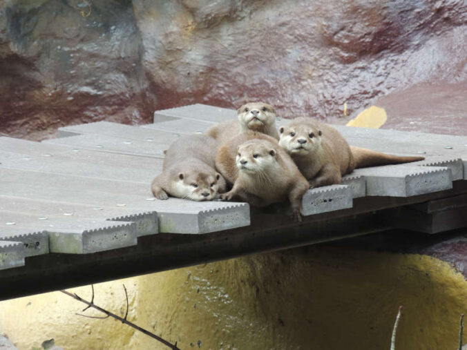 Zoo-Safari für Ferienkinder (Foto: Zoo Landau)