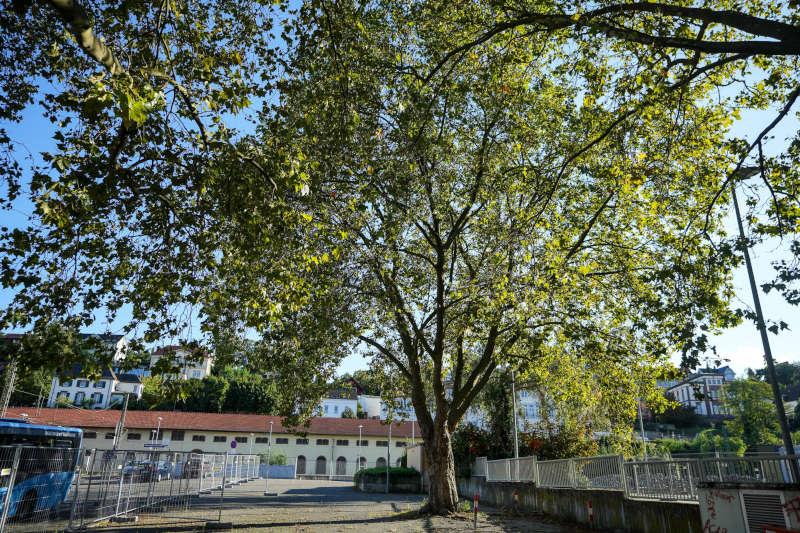 Der Kastanienbaum soll erhalten werden (Foto: Holger Knecht)
