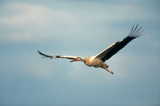 Fliegender Storch (Foto: NABU/SteffenZibolsky)