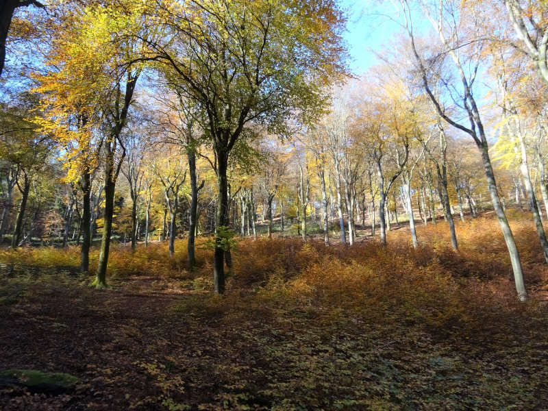 Herbst im Revier Hohe Loog (Foto: Jens Bramenkamp)