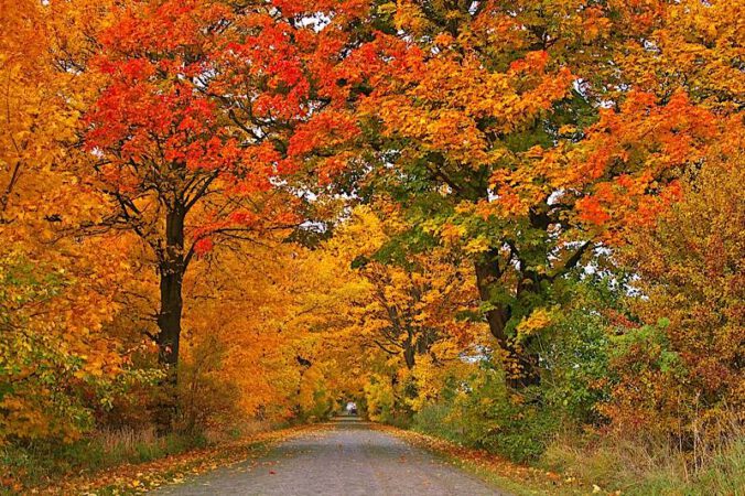 Herbstblätter im Wald (Foto: Pixabay/Kerstin Riemer)