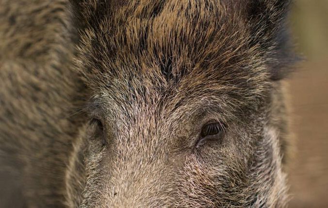 Symbolbild Wildschwein (Foto: Pixabay/nidan)