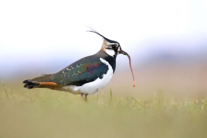 Kiebitz mit Regenwurm (Foto: NABU/CEWE/Thomas Hempelmann)