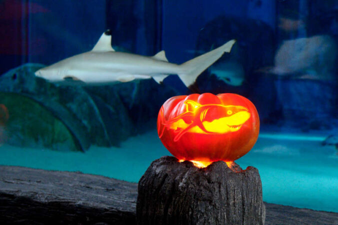 Halloween unter Wasser (Foto: SEA LIFE)