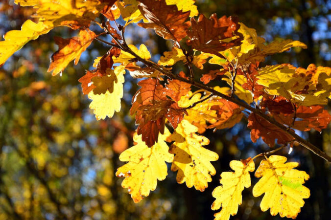 Symbolbild Herbstblätter (Foto: Pixabay/Peggychoucair)