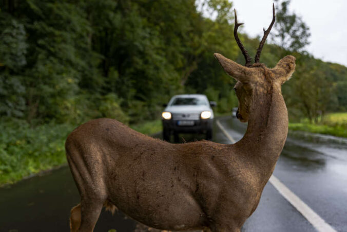 Vorsicht vor Wild im Herbst (Foto: Thorsten Mohr, Polizei Mittelhessen)