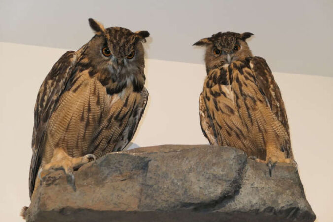 Uhus im Ausstellungsraum Nordpfälzer-Bergland im Pfalzmuseum (Foto: Pfalzmuseum)