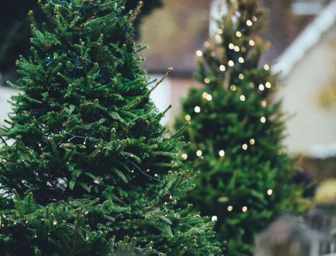 Weihnachtsbäume (Foto: Pixabay/Annie Spratt)