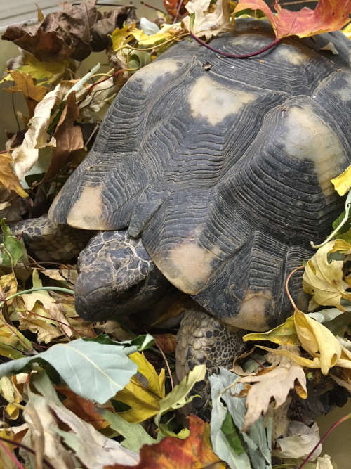Schildkröte (Quelle: Zoo Landau)