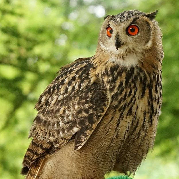 Eule im Zoo Kaiserslautern (Foto: Holger Knecht)