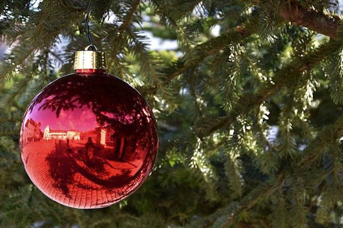 Nordmann, Nobilis und Blautannen warten beim Landauer Christbaummarkt auf Käuferinnen und Käufer. (Quelle: Stadt Landau)