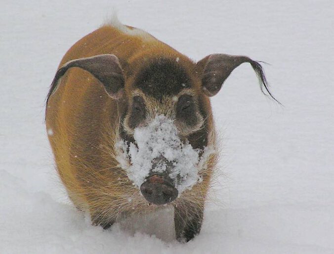 Pinselohrschwein im Schnee (Quelle: Zoo Landau)