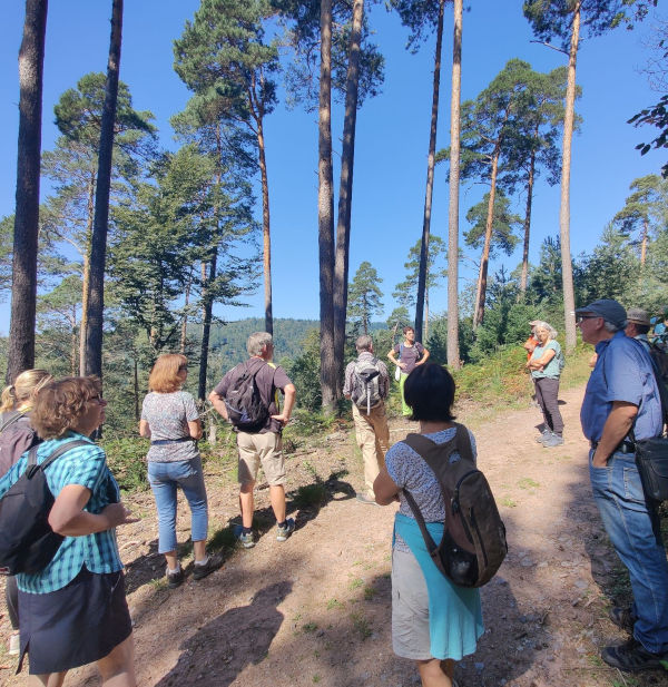 ZNL und Biosphären-Guide Gerlinde Pfirrmann führt eine Gruppe im südlichen Pfälzerwald (Foto: Biosphärenreservat)