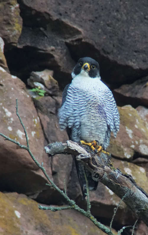 Auch Wanderfalken gehören zu den imposanten und schützenswerten Vögeln im Pfälzerwald. (Quelle: NABU Arbeitskreis Wanderfalkenschutz)