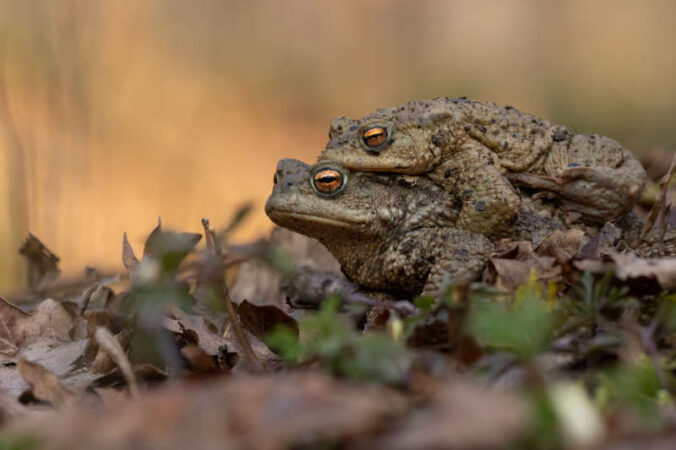 Amphibienschutz in der Südwestpfalz (Foto: Tobias Helling)