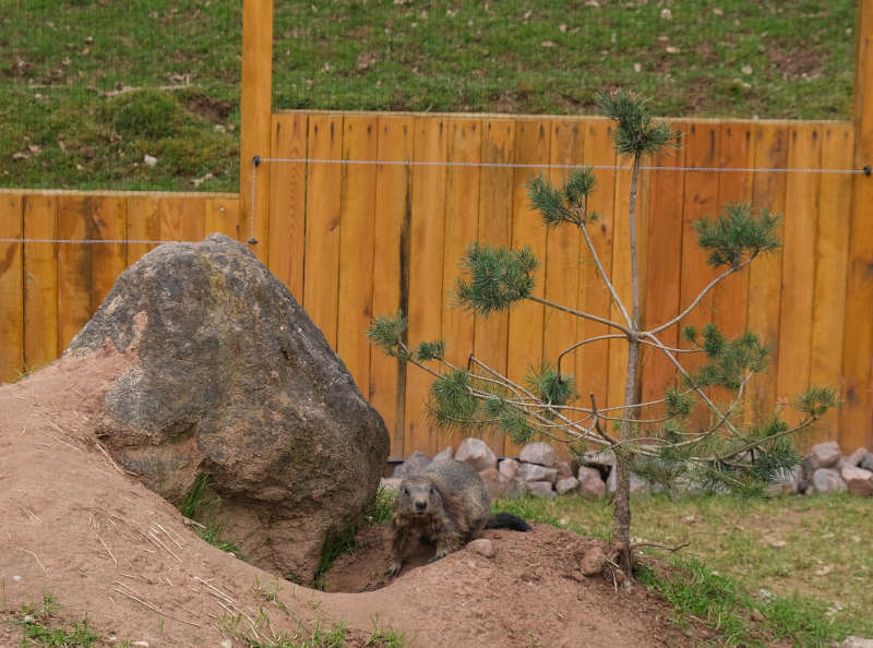 Eines der Murmeltiere im Wild- und Wanderpark Silz im vergangenen Frühjahr. (Foto: KV SÜW)