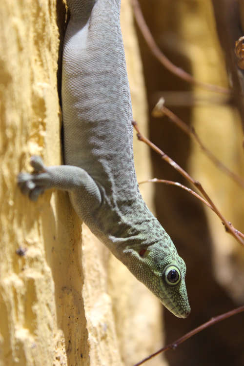Der Dornwaldtaggecko ist eine von insgesamt drei im Zoo Landau gehaltenen Gecko-Arten. (Foto: ZdJ/Zoo Landau)