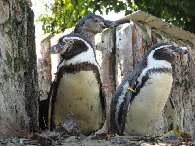 Humboldt-Pinguine mit Jungtier (Foto: Zoo Landau)
