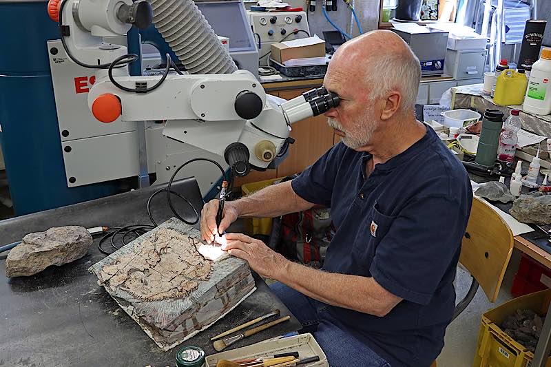 Präparation des 2018 entdeckten Schädels durch den geowissenschaftlichen Präparator Larry Rinehart aus Albuquerque/New Mexico im GEOSKOP (Quelle: Urweltmuseum GEOSKOP, Thallichtenberg)