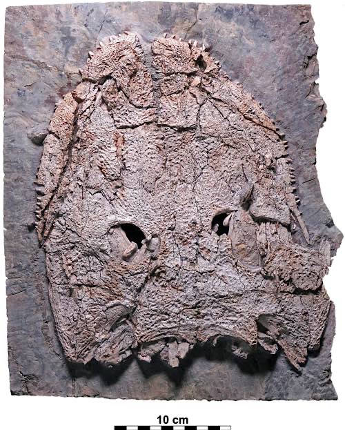 Der 2018 gefundene Schädel von Stenokranio (Quelle: Urweltmuseum GEOSKOP, Thallichtenberg)
