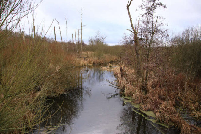 So soll es zukünftig aussehen, das Moorgebiet „Waldmannswiesen“. Wo heute noch trockenes Grasland ist, wird sich schon bald ein Auenbach durch sumpfiges Gebiet winden. Foto: Moorgebiet im Naturpark Barnim bei Berlin (Bildrechte: EcoTree)