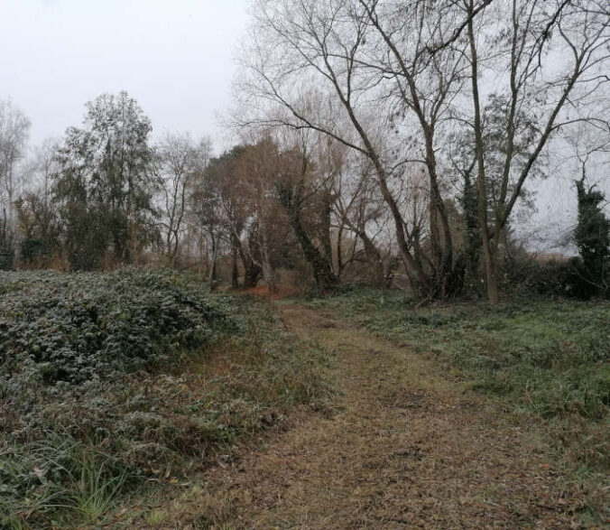 Kopfweiden und Brombeeren am südlichen Ufer des Rehbachs. (Foto: LGS 2027)