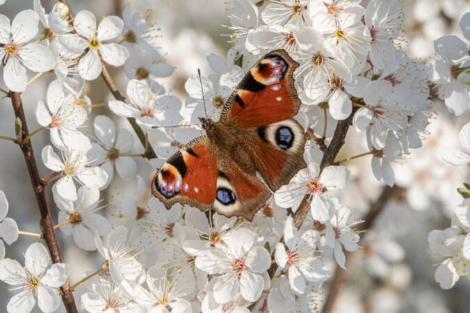 Schmetterling auf Blüten (Foto: Erich Hepp)