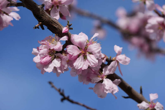 Mandelblüten (Foto: Holger Knecht)