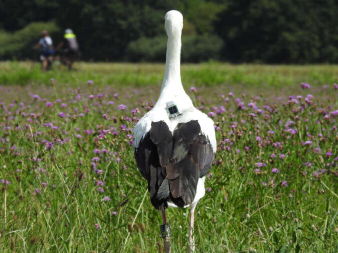 Besenderter Storch (Foto: Rheinland-Pfälzisches Storchenzentrum Bornheim)