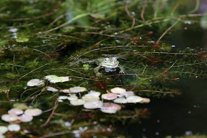 Der Gartenteich: Ein spannendes Biotop (Foto: Claudia Halfmann)