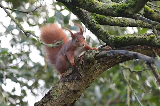 Eichhörnchen (Foto: NABU/Dorothea Bellmer)