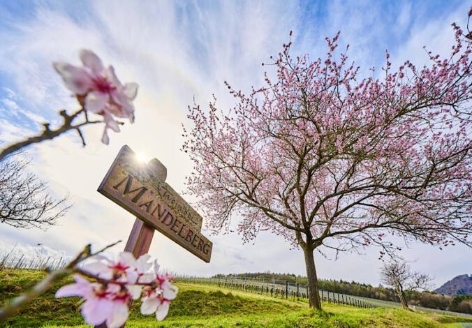 Mandelblüte Rheinland-Pfalz (Foto: DZT/Jens Wegener)