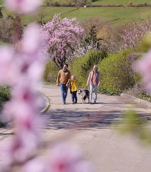 Mandelblüte (Foto: DZT/Jens Wegener)