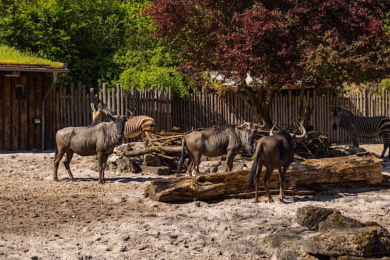 Gehege im Zoo Landau (Foto: Heimatlichter GmbH / Pfalz Touristik e.V. (CC BY 4.0, https://creativecommons.org/licenses/by/4.0)