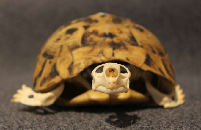 Warum kann die Schildkröte nicht aus ihrem Panzer schlüpfen? (Foto: Pfalzmuseum für Naturkunde)