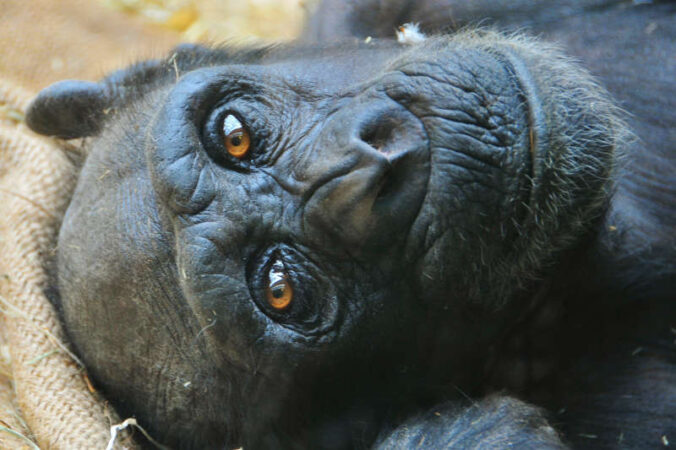 Schimpansen-Seniorin Cindy (Foto: Zoo Landau)