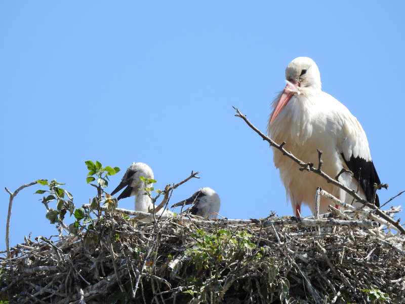 Storch mit Jungtieren (Foto: Rheinland-Pfälzisches Storchenzentrum)