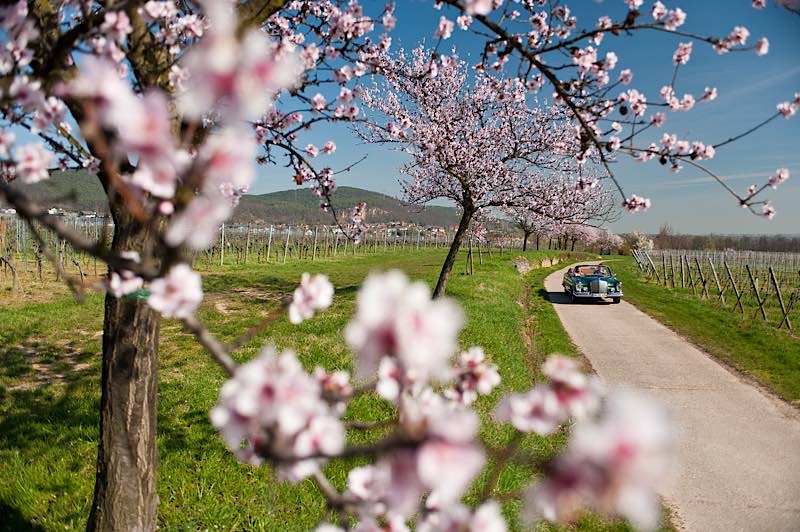 Mandelblüte in der Pfalz (Foto: Dominik Ketz / Rheinland-Pfalz Tourismus GmbH)