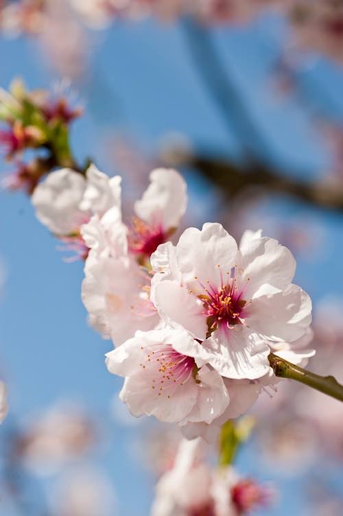 Mandelblüte in der Pfalz (Foto: Dominik Ketz / Rheinland-Pfalz Tourismus GmbH)