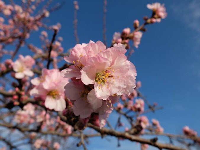 Mandelblüten (Foto: Astrid Löwer)