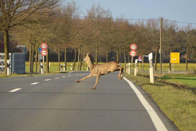 Wildwechsel (Quelle: Birgit Kuhn)