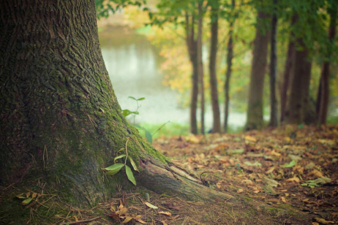 Symbolbild Baum Wald Waldboden (Foto: Pixabay/DaveMeier)