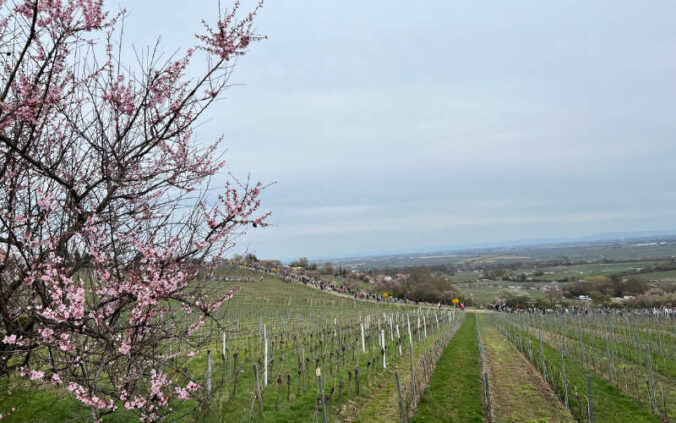 Mandelblüte 2024 (Foto: Stadtmarketing Neustadt)