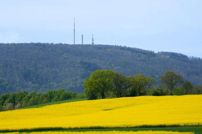 Rapsfeld am Donnersberg (Foto: Holger Knecht)