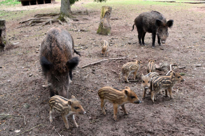 Nicht nur die Wildschweinmütter werden im Wild- und Wanderpark in Silz von ihrem Nachwuchs auf Trab gehalten. (Foto: WWP)