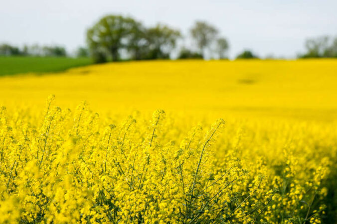 Rapsfeld am Donnersberg (Foto: Holger Knecht)