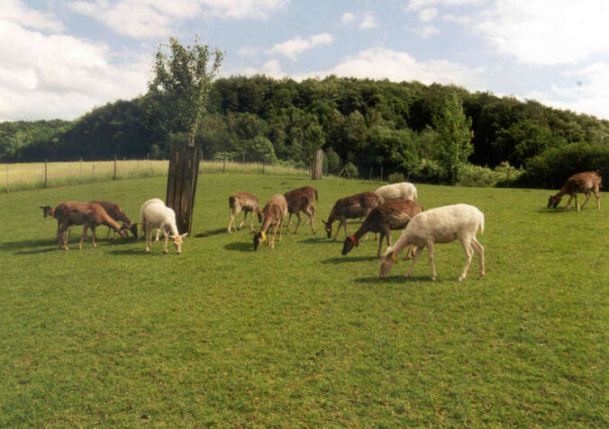 Damwild im Hofgut Neumühle (Foto: Bezirksverband Pfalz)